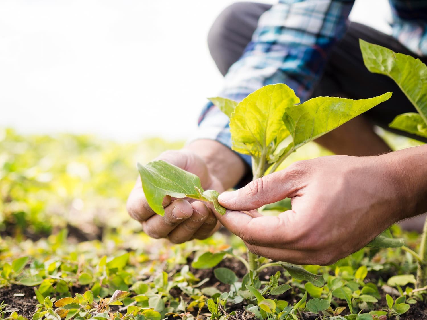 Pessoa plantando mudas de árvore em um campo, simbolizando o futuro do agronegócio sustentável e a inovação na agricultura.